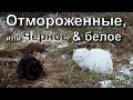 Отмороженные, или Черное & белое