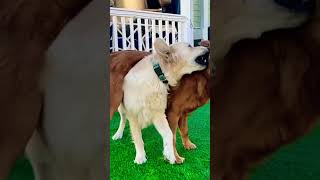 Golden Retriever Merry-Go-Round ?? dog doglover goldenretriever funnydogs funny dogs viral