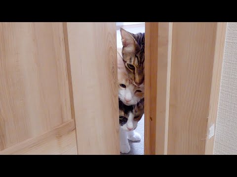 ドアを開けたら猫が団子3兄弟みたいになってた
