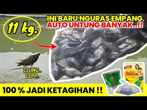 Nyawong - do do daidi ( HQ - Lirik )