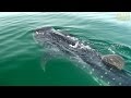 Whale Sharks of Holbox | JONATHAN BIRD'S BLUE WORLD