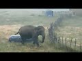 elephant attack 🐘 part 19