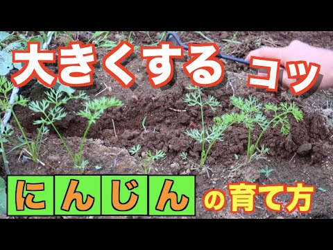 6 ニンジンの育て方 大きくするポイント 8 29 9 17 Youtube