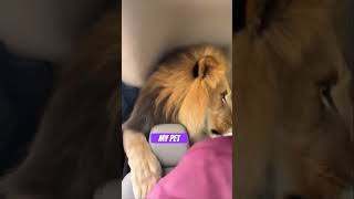 #MyPit #Lion #LionKing
