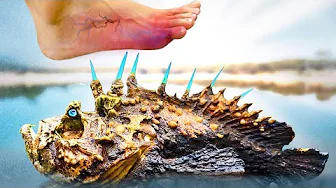 Painful Step! Most Deadly Creatures Living at the Beach thumbnail