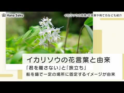 イカリソウ Youtube