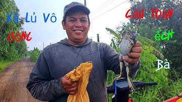 Xã lũ vào ruộng lúa ,câu dính toàn ếch nái nái#caucahocmon