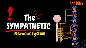 Sympathetic Nervous System: Animated Scheme (Ganglia, Neurons, Plexuses)
