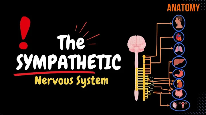 Sympathetic Nervous System: Animated Scheme (Ganglia, Neurons, Plexuses)