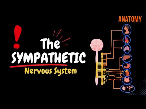 Sympathetic Nervous System: