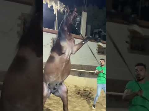 عاشقة الخيل