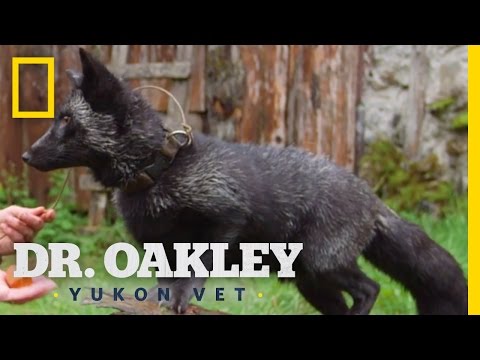 The Silver Fox Facts | Yukon Do It