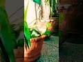 Butters kitten sleeping in a plant pot|Kitten/Cat sleeping video|