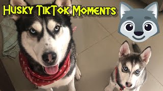 Husky Tik Tok moments