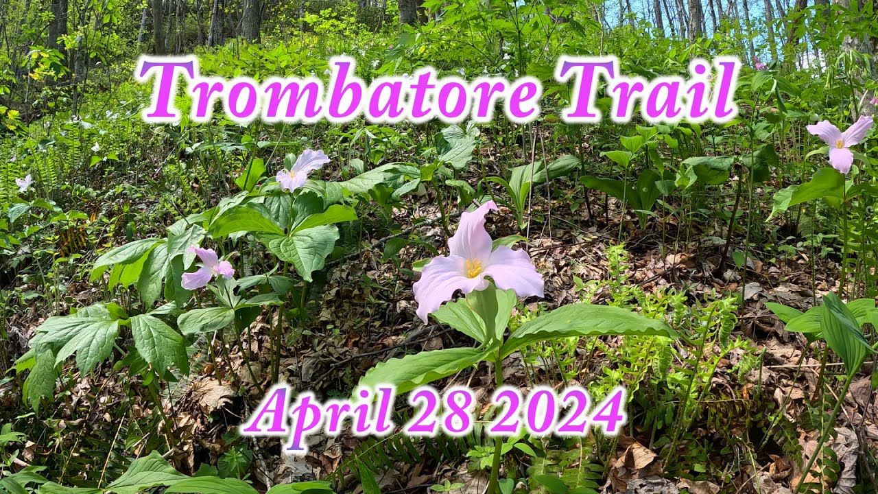 Trombatore Trail - Gerton, NC
