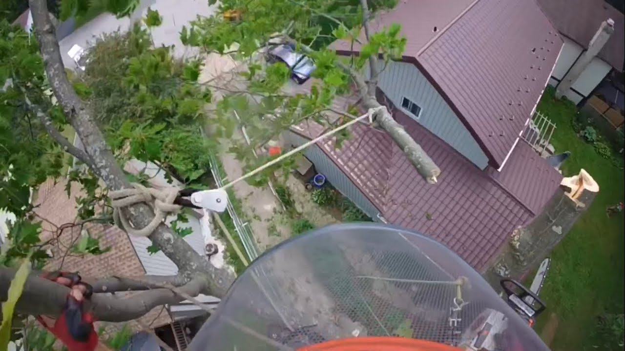 Rigging an oak tree over house - YouTube