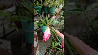 Download Lagu berkebun asyik, bunga Jepun, tanaman hias outdoor #shorts #youtubeshorts MP3