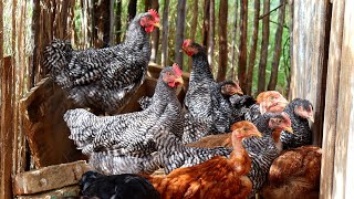 Separando Frangos E Frangas - Dicas