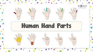 Human Hand Parts in English with Pictures  || English Vocabulary || Beginner Level