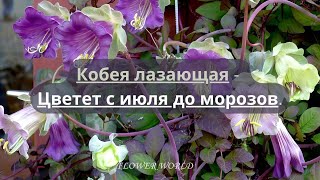 Кобея лазающая.(Cobaea scandens).🌷 #flowerworld #цветы #flowers