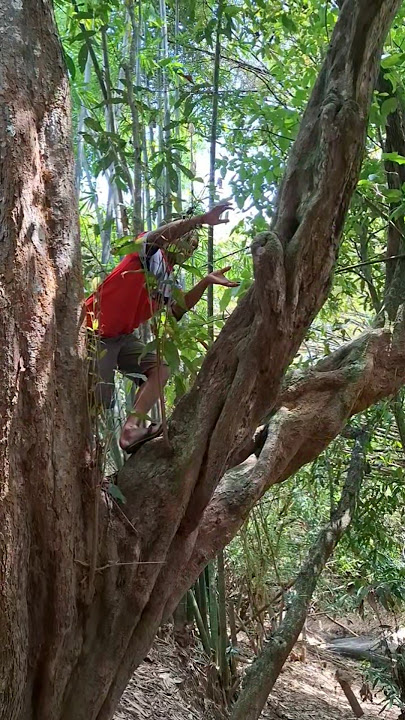 harus naik ke atas pohon untuk nangkap burung ini #shortvideo #nangkaphewan #trending