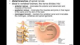 CH13b Spinal Nerves