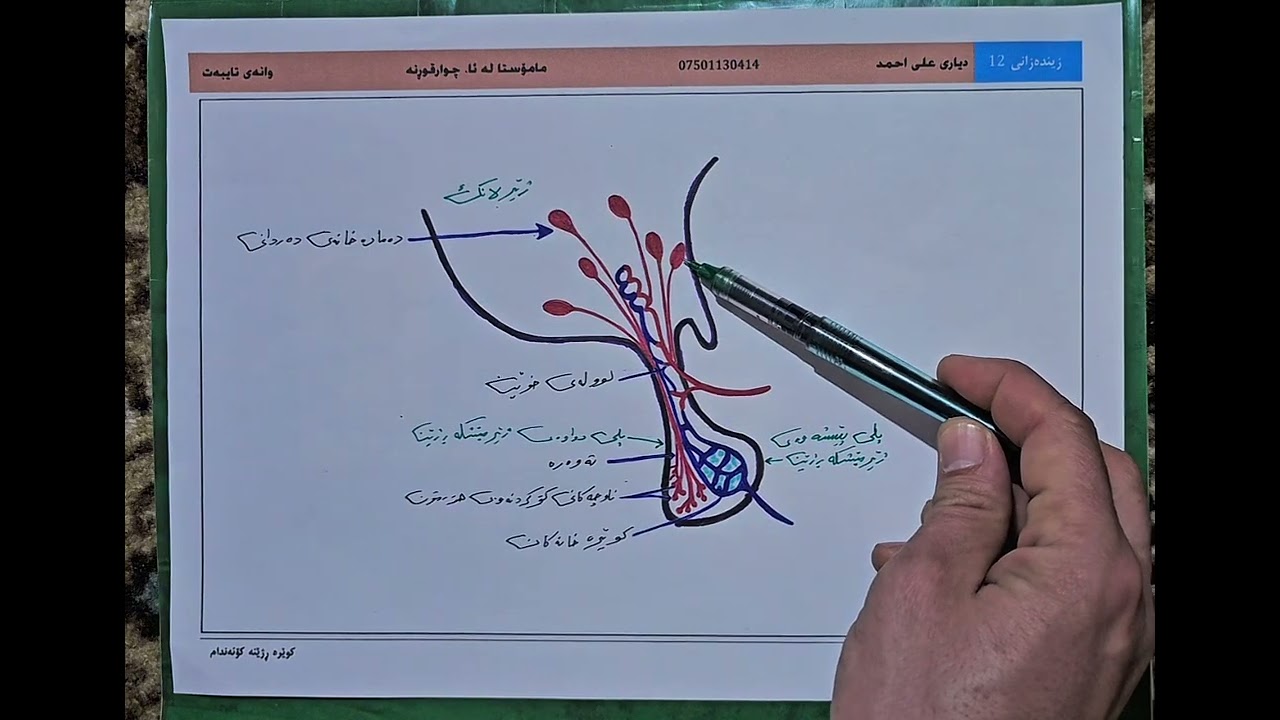 م.دیاری علی زیندەزانی 12 بەندی پێنجەم                       ژێرلانک و ژێرمێشکە ڕژێن