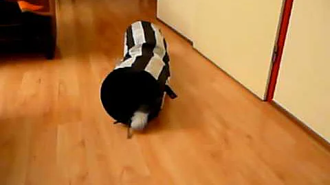 Video 1774371: somali cat playing