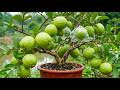 LIVE 🔴Grow mango from cuttings using natural rooting aloe vera | Method of rooting in bananas