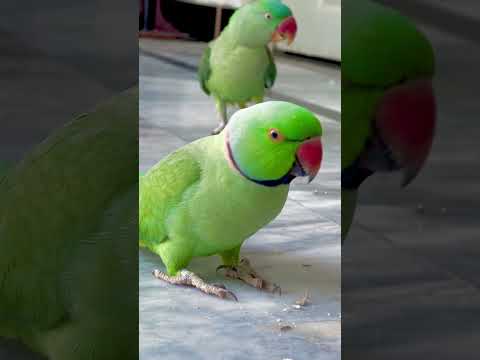Parrot Breakfast Parrots Mitho Parrotshorts