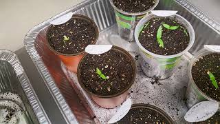 Seed Starting Part 2: Results by Variety Homestead 151 views 1 month ago 13 minutes, 12 seconds