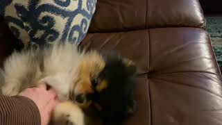Pomeranian Belly Rubs by Louie Van Dogge 3,105 views 3 years ago 1 minute, 5 seconds