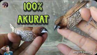 cara bedain emprit peking jantan dan betina