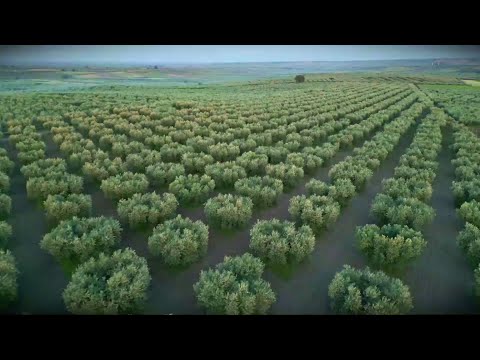 Massima qualit, elevate prestazioni e sostenibilit grazie a Olive Oil Booster di Alfa Laval