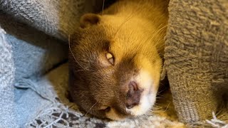 カワウソ界で今までで一番ひどい顔をしてしまうカワウソ The otter that makes the worst face ever in the otter world.