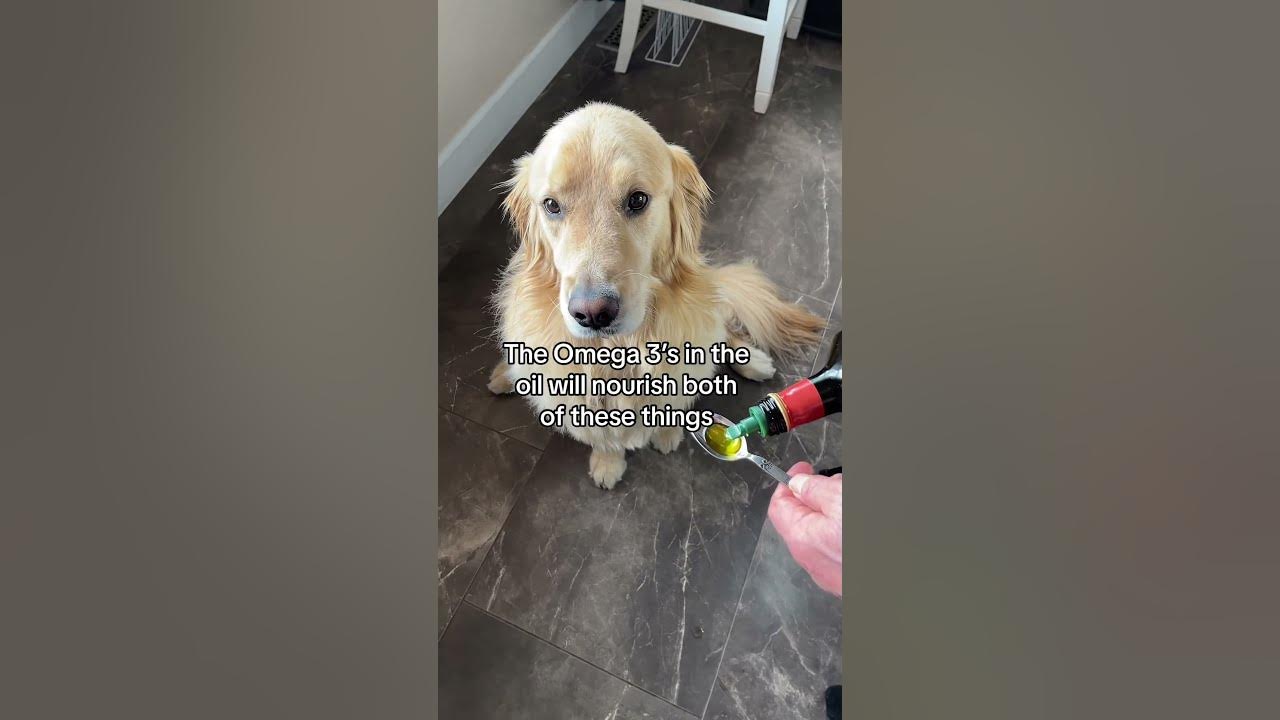 do-you-give-olive-oil-to-your-dog-dognutrition-dogtips-oliveoil