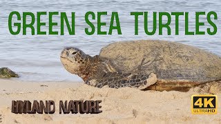 Exclusive Honu - Green Sea Turtles! Information
