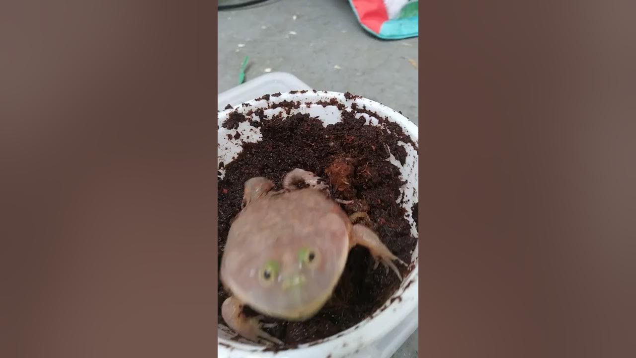 Adorable Baby Budgett's Frogs. Shout Out & Many Thanks To Jam Jam
