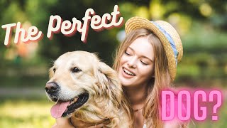 7 Reasons Why Golden Retriever's Are the Perfect Dog   + 3 Reasons They Aren't by DogCareLife 283 views 4 months ago 3 minutes, 46 seconds