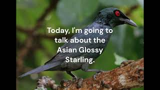 Asian Glossy Starling