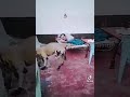 [[Bettal BADMASH]]bully kutta tiktok videos//bully kutta what's app status//bully dog//bully kutta//