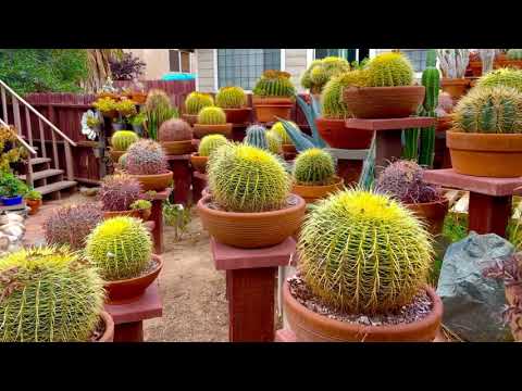 Video: Paano nabubuhay ang barrel cactus?
