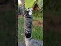 ЧЕРЕШНЯ ПРИВИТАЯ К ВИШНИ сад черешня прививка ЧЕРЕШНЯ ПРИВИТАЯ К ВИШНИ сад черешня прививка