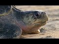Turtle Nesting Behavior and Challenges