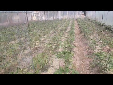 Video: Issiqxonada Va Ochiq Maydonda Pomidorni Kechqurun Yuqtirish