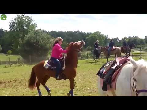 john-cena-horse-wwe-|-wwe-meme-|-john-cena-meme