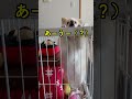 早く出せと言っています #喋る犬