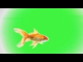 Футаж Рыбка золотая Gold Fish хромакей