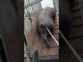 Pig Farmer Safely Loading Pigs into a Truck | Educational Purpose Only