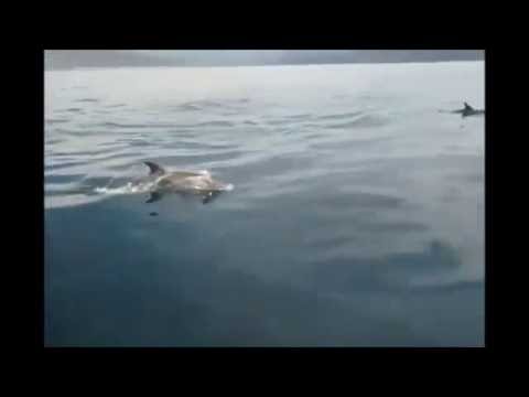 Angatu Ubatuba: Golfinhos